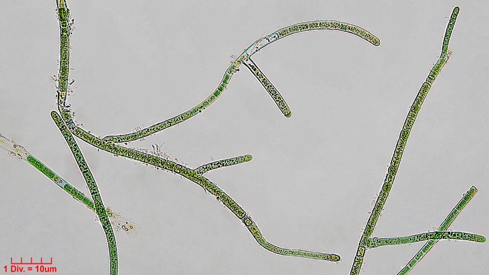./Cyanobacteria/Nostocales/Hapalosiphonaceae/Hapalosiphon/hibernicus/hapalosiphon-hibernicus-507.png