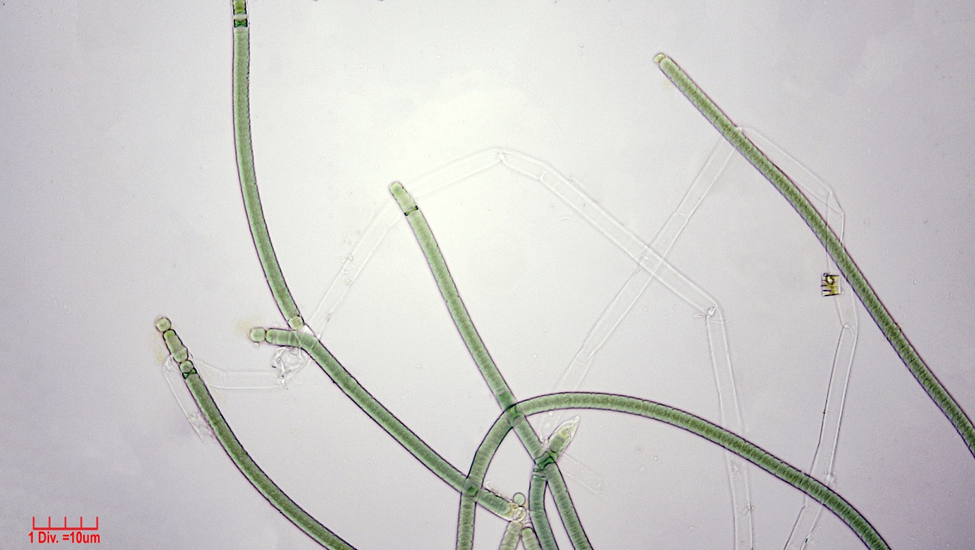 ./Cyanobacteria/Nostocales/Tolypothrichaceae/Tolypothrix/distorta/tolypothrix-distorta-307.png