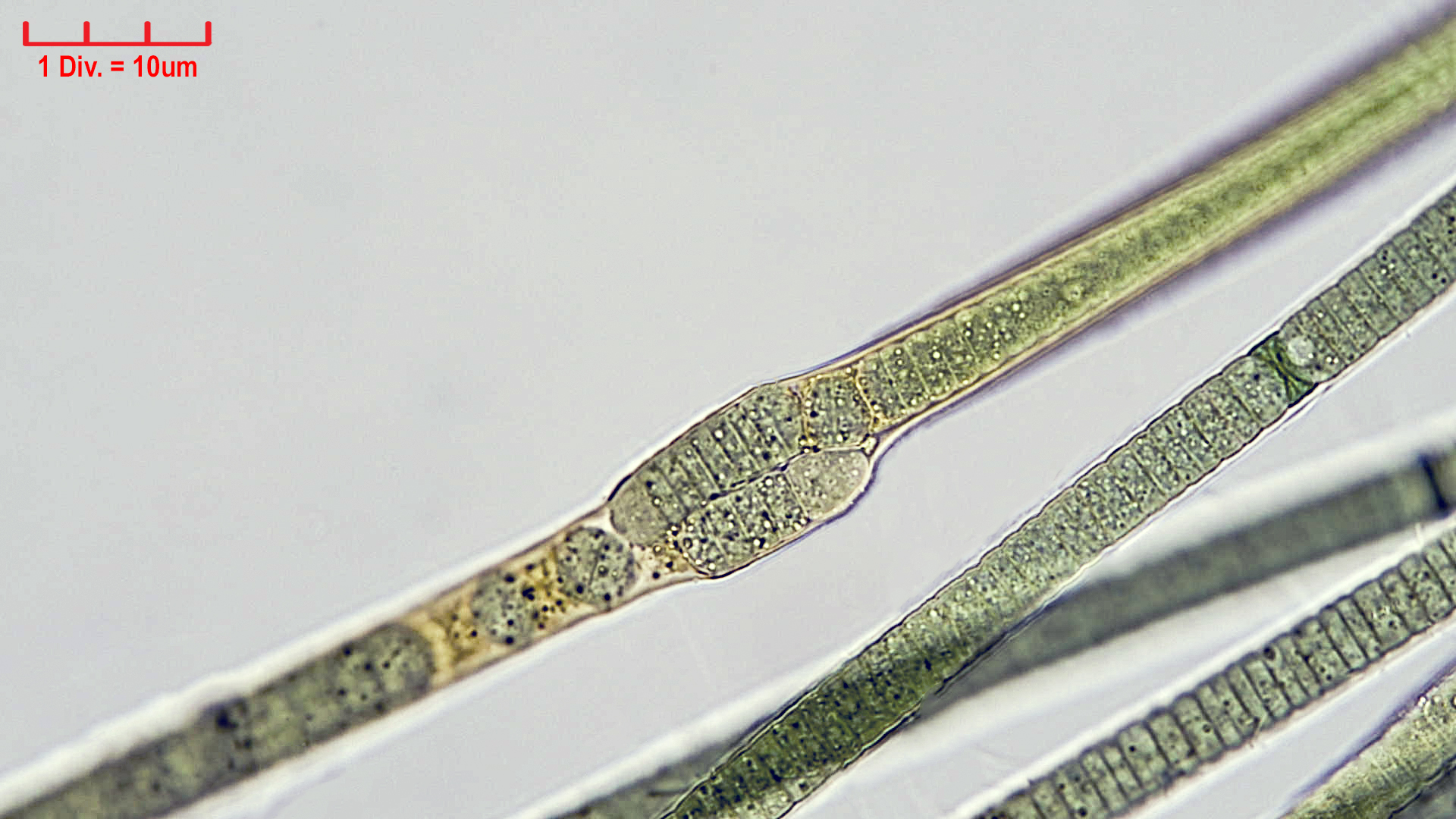 ./Cyanobacteria/Nostocales/Tolypothrichaceae/Tolypothrix/pencillata/tolypothrix-pencillata-6.jpg