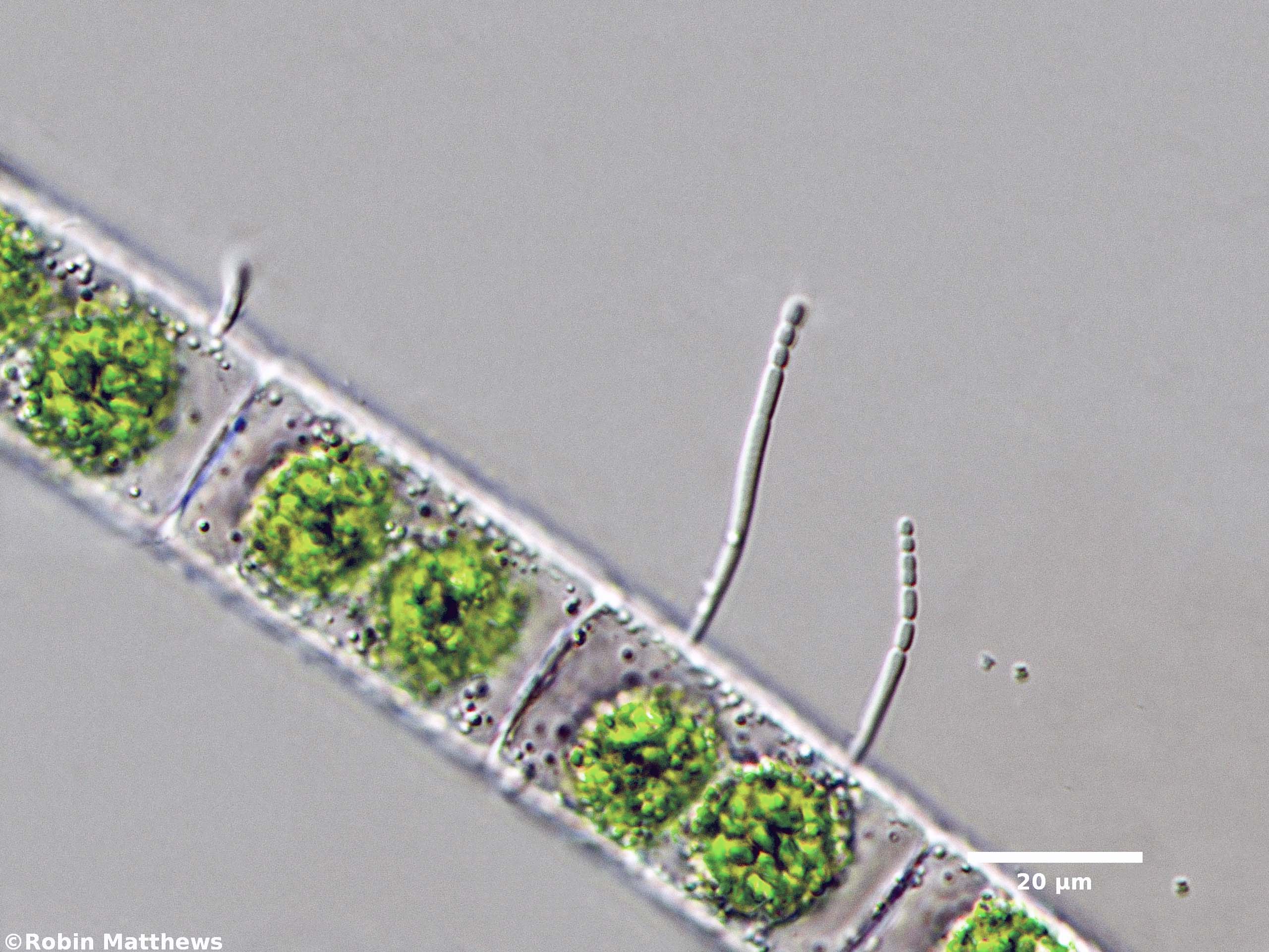 Cyanobacteria/Synechococcales/Chamaesiphonaceae/Cyanophanon/sp/cyanophanon-87.jpg